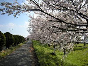 さくら満開・・・🌸