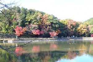 三島池・・・紅葉と🦆