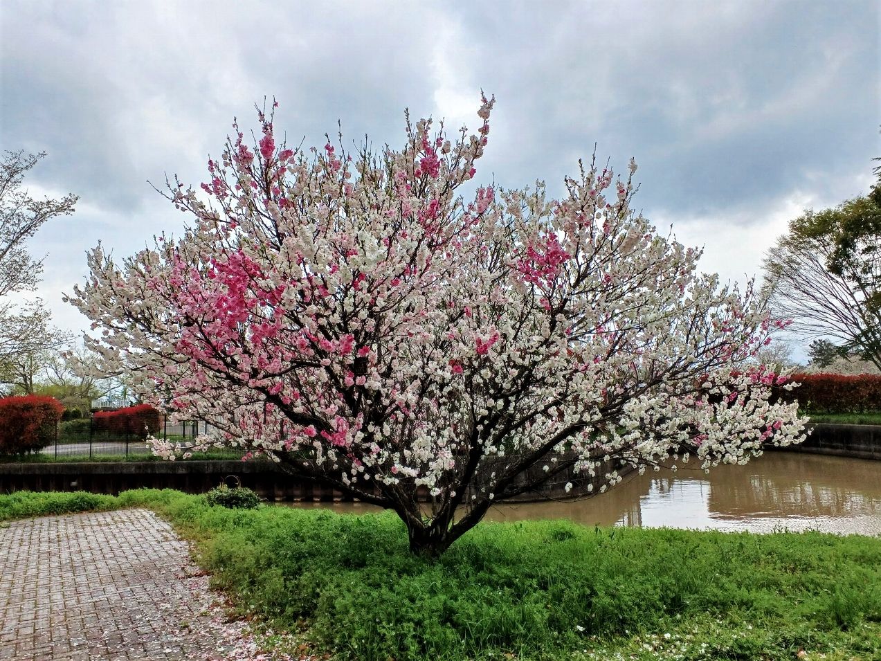 源平咲き🌸