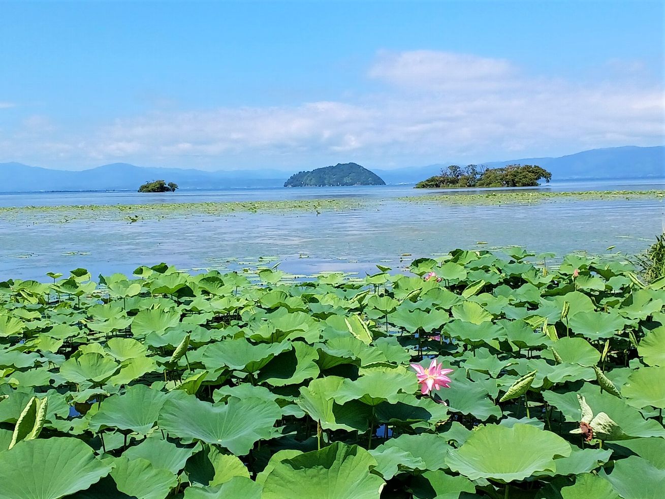 夏本番