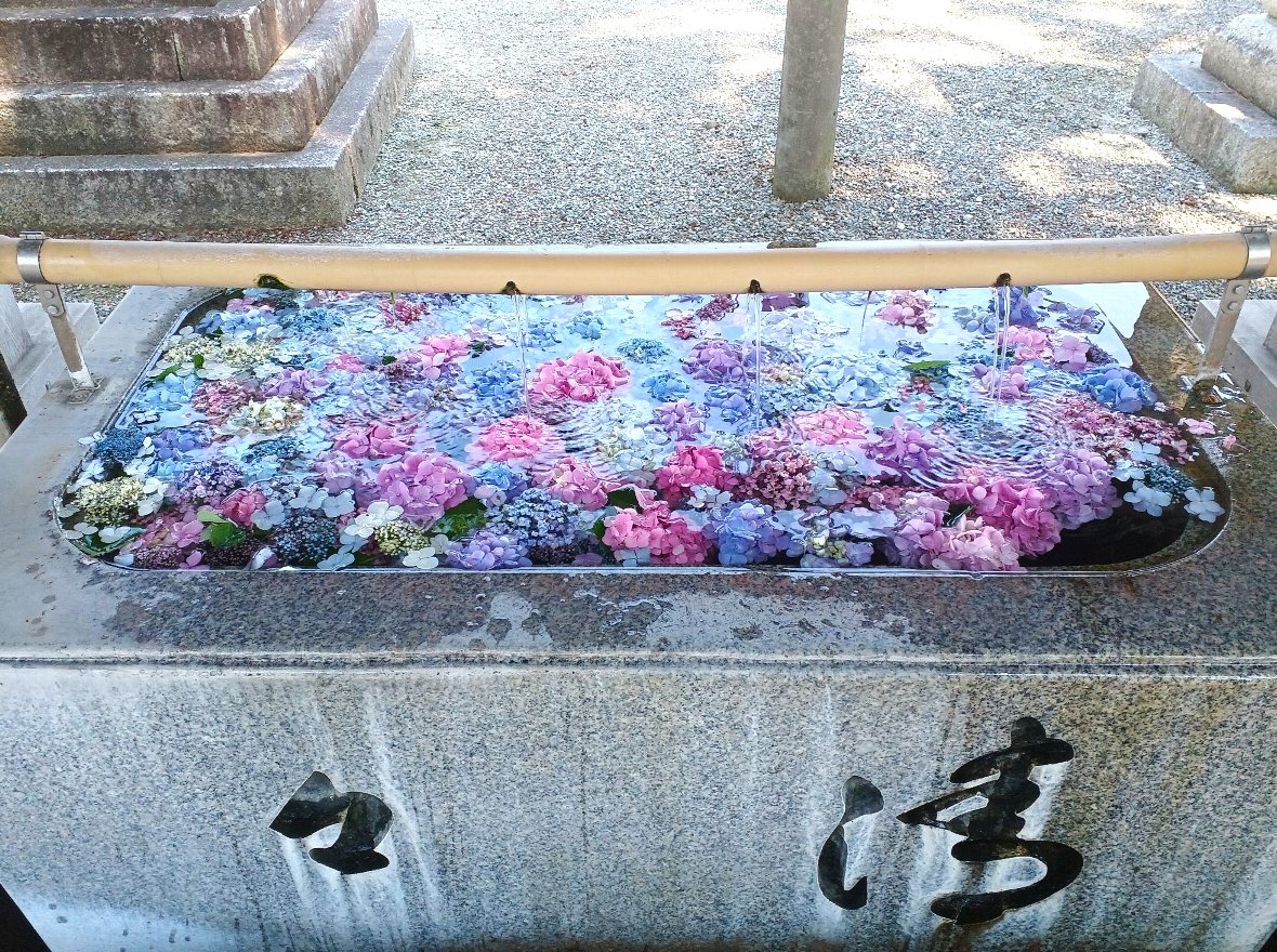 夏越のアジサイ