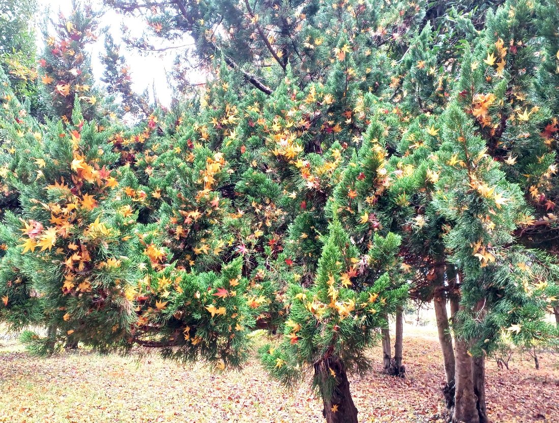 クリスマスツリーとノーベル賞🎄