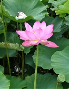 花言葉は、・・・清らかな心・・・